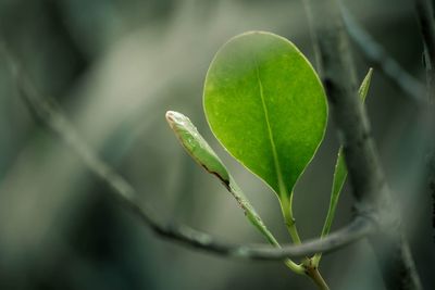 Close-up of plant growing outdoors