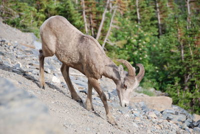 Mountain goat on ground