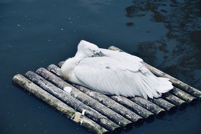 High angle view of a swan in water