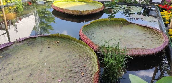 High angle view of lotus water lily in lake