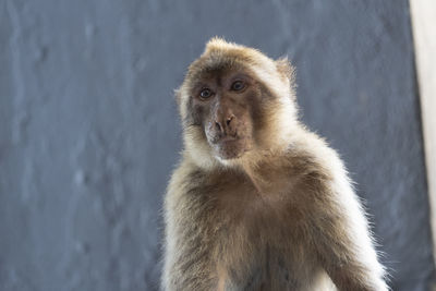 Close-up portrait of monkey