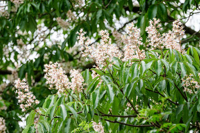 White flowers and green leaves of sambucus tree, elder or elderberry in a spring garden in scotland