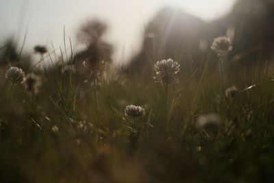 Close-up of plant growing on field