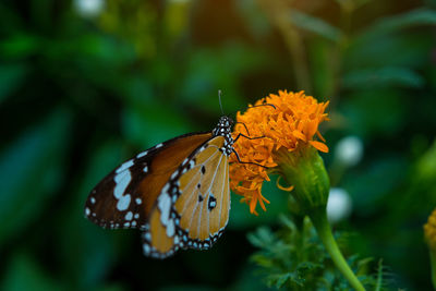 Close-up of butterfly pollinating on flower