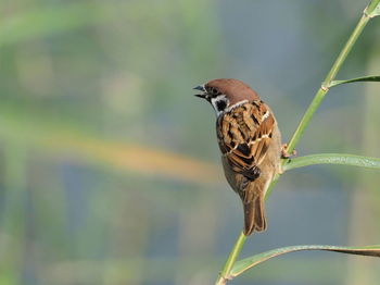 Close-up of bird perching on twig