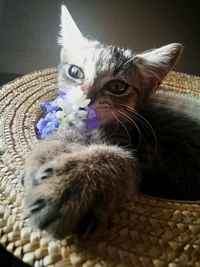 Close-up of kitten in basket at home