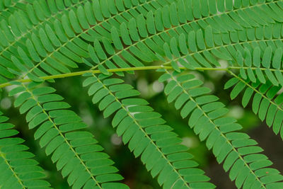 Full frame shot of leaves