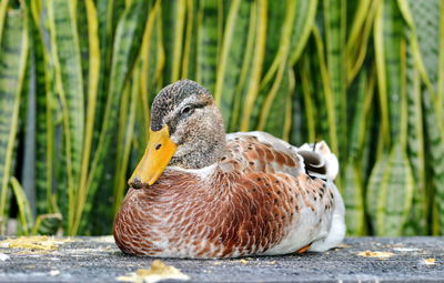 Close-up of a duck