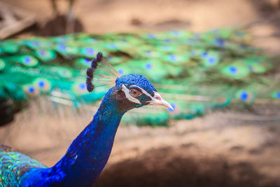 Close-up of a peacock