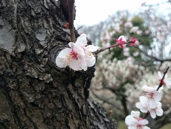 Pink flowers blooming on tree