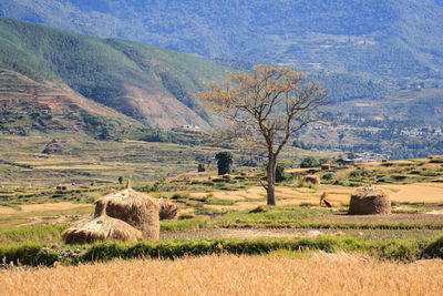 Scenic view of agricultural field against sky