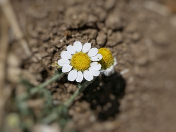 Close-up of white flower blooming outdoors