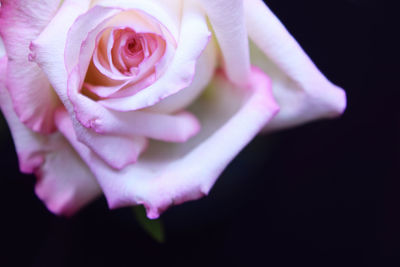 Close-up of pink rose