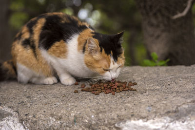 Close-up of cat eating food