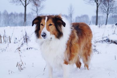Shetland sheepdog standing on snow covered field during winter