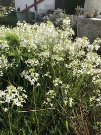 Close-up of flowers growing in field