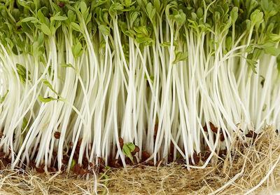 Full frame shot of fresh green plants