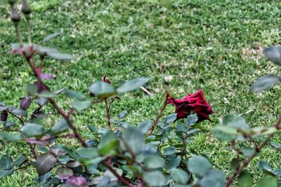 Scenic view of red roses on land