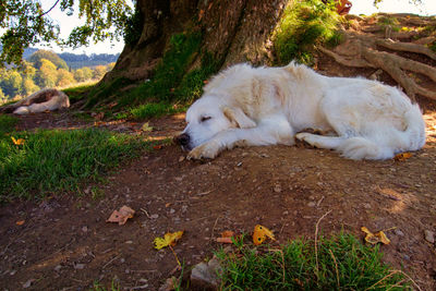 Dog relaxing on tree