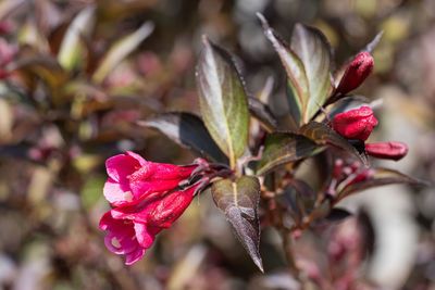 Close-up of red rose on plant