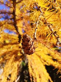 Close-up of autumn leaves