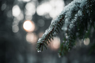 Close-up of pine tree during winter