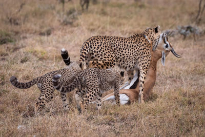 View of cheetahs hunting deer on field