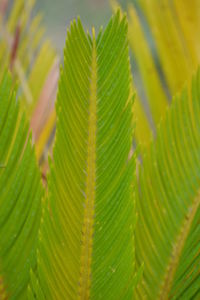 Full frame shot of fern leaf
