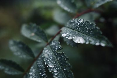 Close-up of raindrops on leaves