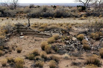 Close-up of cactus on sand