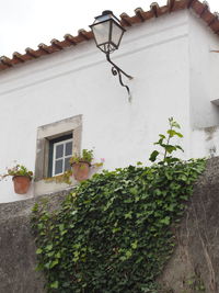 Plants growing outside house