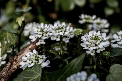 Close-up of white flowering plant