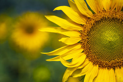 Close-up of yellow sunflower