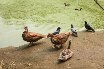 High angle view of ducks on field