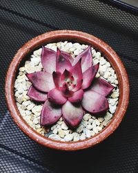 High angle view of pink succulent in bowl on table