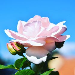 Close-up of pink flower against sky