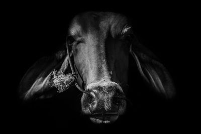 Close-up of a dog over black background