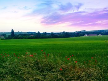 Scenic view of grassy field against sky during sunset