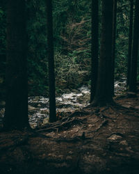 Trees in forest