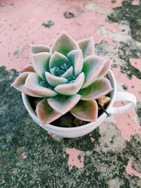 High angle view of succulent plant on table