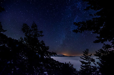 Low angle view of silhouette trees against sky at night