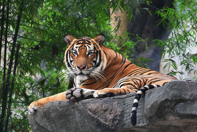 Tiger walking and staring a ferocious beast