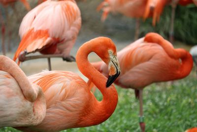 Flamingoes on field