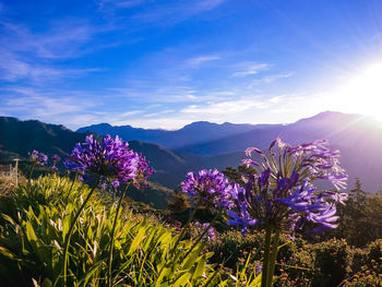 Purple flowering plants against sky