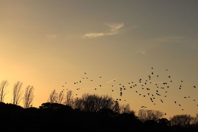 Silhouette birds flying against sky during sunset