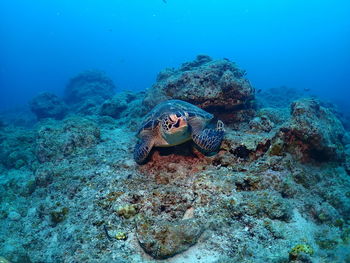 Green turtle looking at camera in ishigaki island