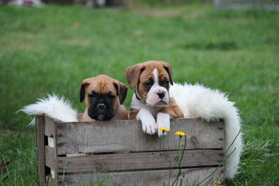 Portrait of puppies in crate on field