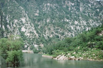 Scenic view of river in forest