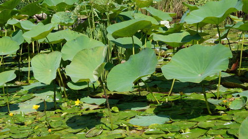 Close-up of lotus water lily in lake