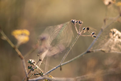 Close-up of a spiderweb 